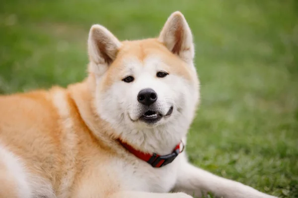 Cão Japonês Akita Inu Mente Sorri Gramado Verde Foco Seletivo — Fotografia de Stock