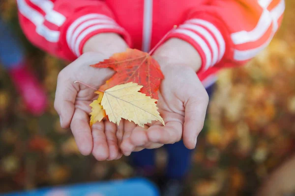 Gevallen Herfst Rode Gele Bladeren Handen Geselecteerde Focus — Stockfoto