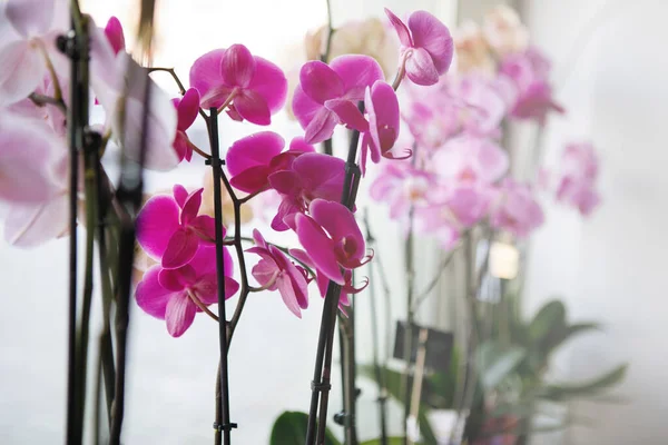 Рожевий Фіолетовий Орхідеї Фаленопсис Продаються Вікнах Квіткового Магазину Вибірковий Фокус — стокове фото