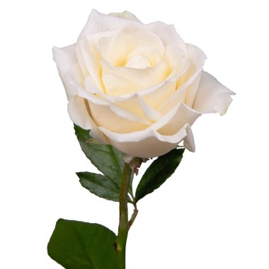 tek güzel beyaz gül izole arkaplan