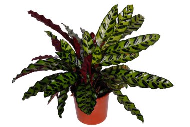 Calathea in a flower pot. Isolated on a white background. clipart