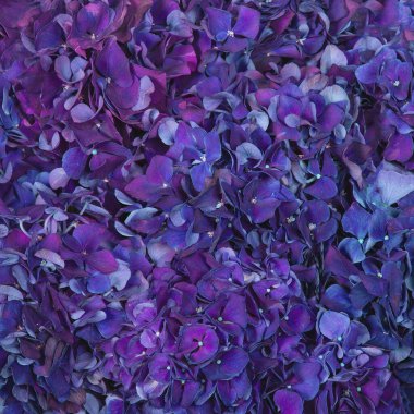 ortanca mor arkaplan yukarıdan yakın plan