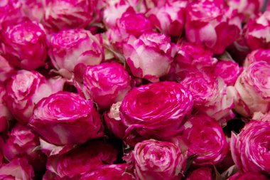 güzel pembe güller