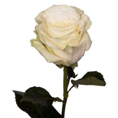 tek güzel beyaz gül izole arkaplan