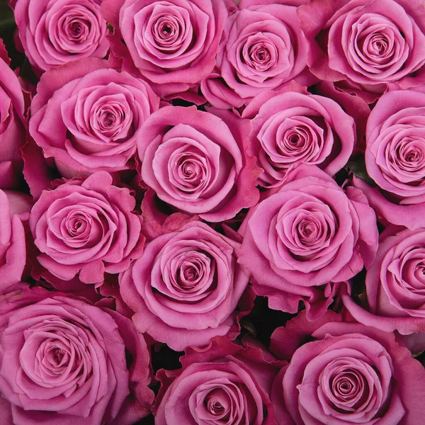 Красивий Фон Рожеві Троянди — стокове фото