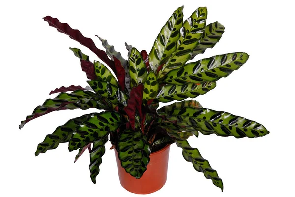 Çiçek saksısında Calathea. Beyaz bir arkaplanda izole edilmiş.