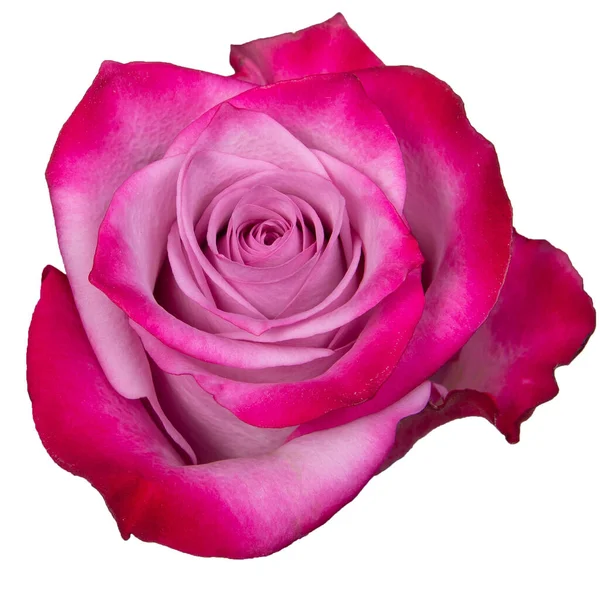 Pembe Gül beyaz arkaplanda izole edildi