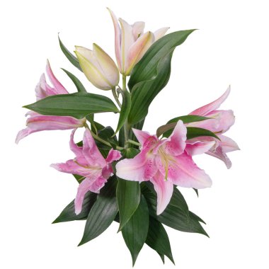 Pembe zambak beyaza izole edilmiş.