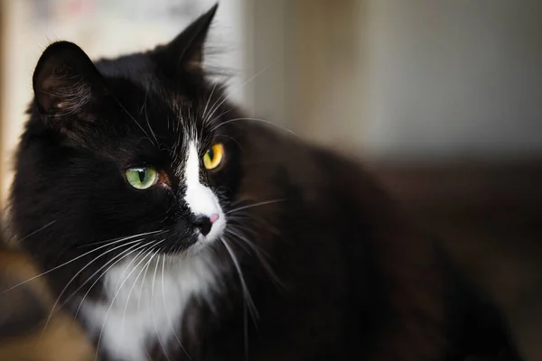 黒と白のふわふわの猫が座っており 慎重に右に見えます 緑の目 接近中だ 選択的フォーカス ぼかし背景 — ストック写真