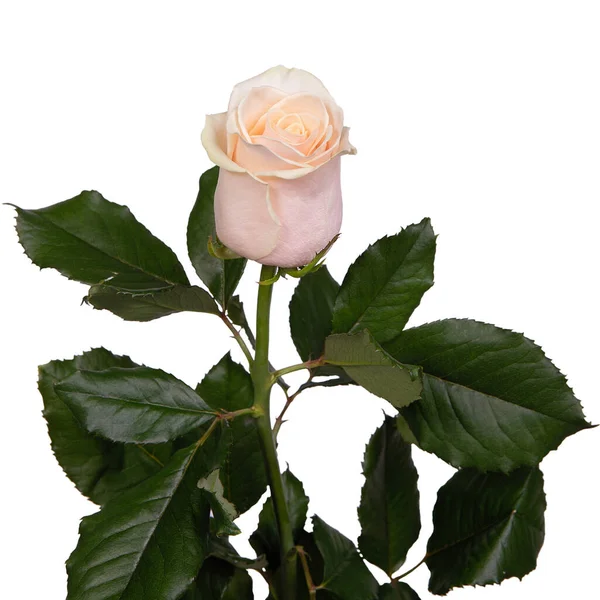 Einzelne Schöne Weiße Rose Isolierten Hintergrund — Stockfoto