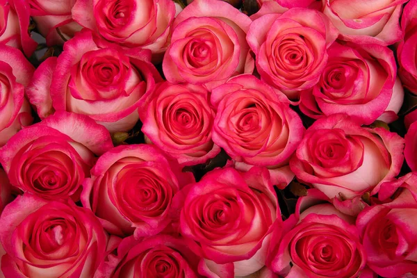 Фон Багатьма Червоними Трояндами — стокове фото