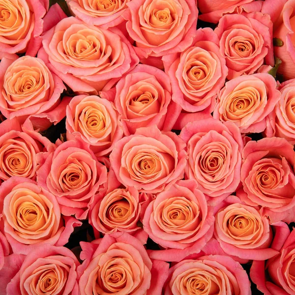 Fundo Textura Creme Rosas — Fotografia de Stock