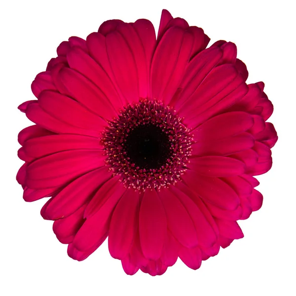 Gerbera Rouge Isolé Sur Blanc — Photo