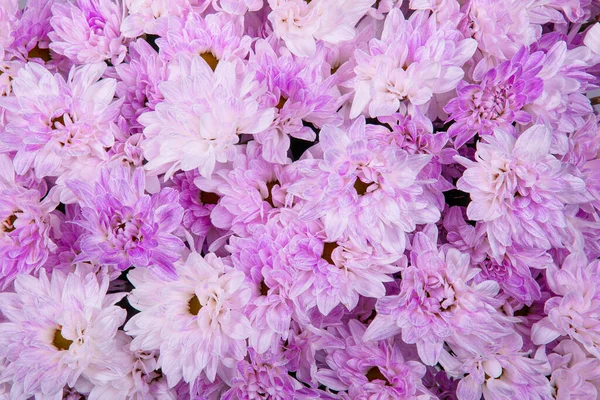 Рожеві Хризантеми Фон Красивих Квітів — стокове фото