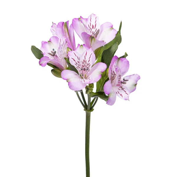 Квітка Альстромерії Ізольована Білому Тлі — стокове фото