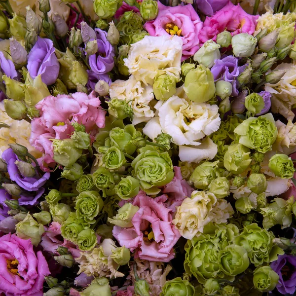 Лізіантус Квіти Різних Кольорів Фон Еустоми Великої Квітки Концепція Весняної — стокове фото
