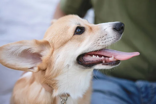 Retrato Perro Galés Pura Raza Corgi Pembroke Con Lengua Sobresaliente — Foto de Stock