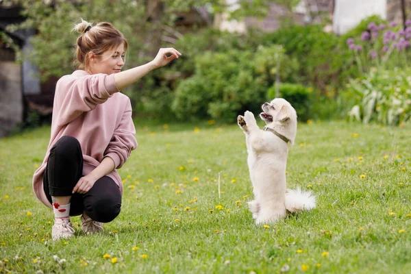 Chica Juega Con Perro Spaniel Tibetano Césped Verde Enfoque Selectivo —  Fotos de Stock