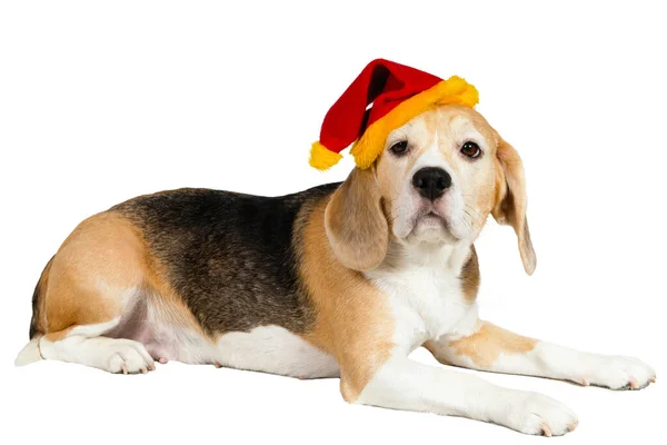 Purebred Beagle Dog Christmas Hat Lies White Background Studio — Stock Photo, Image