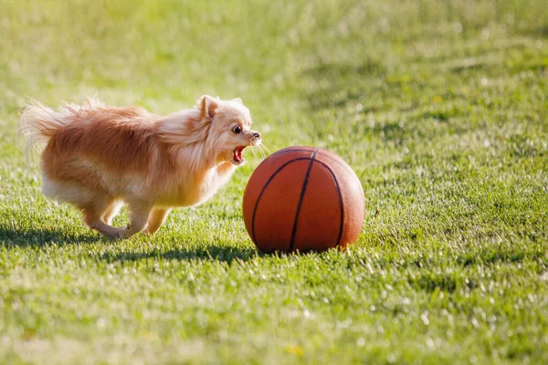 Red Pomeranian Spitz Cane Gioca Con Una Pallacanestro Prato Verde — Foto Stock