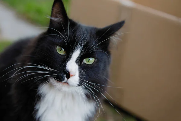 ふわふわの黒と白の猫が座ってカメラを見ています 緑の目 接近中だ 選択的フォーカス ぼかし背景 — ストック写真