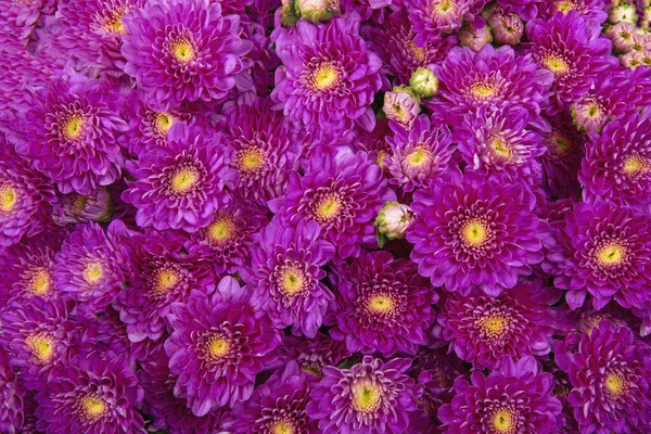 Pembe Kasımpatılar Güzel Çiçeklerin Arka Planı — Stok fotoğraf
