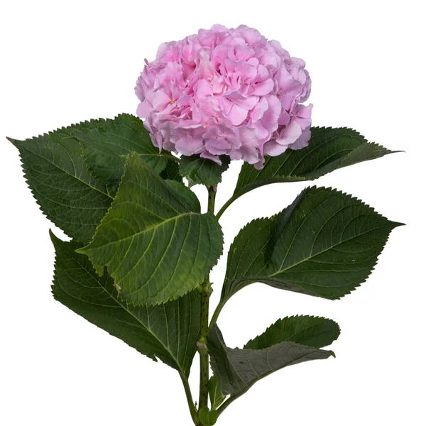 Рожева Гортензія Ізольована Білому Тлі — стокове фото
