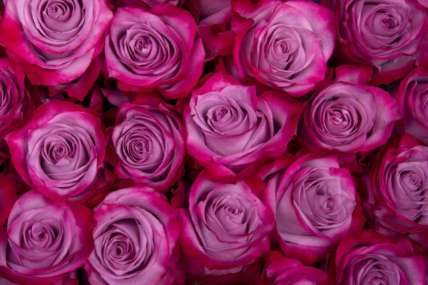 Beautiful Background Pink Roses — Stock Photo, Image