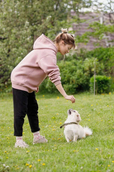 Menina Brinca Com Cachorro Spaniel Tibetano Gramado Verde Foco Seletivo — Fotografia de Stock