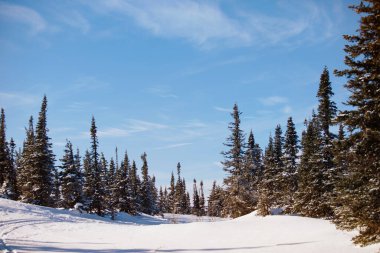 Kozalaklı karlı bir ormandaki kış doğal manzarası. Beyaz, yumuşacık, karla kaplı köknar ağaçları, görkemli barış. El değmemiş vahşi güzellik. Noel perisi kartpostalı, masaüstü duvar kağıdı..