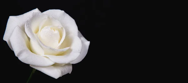 Biała Róża Kroplami Rosy Czarnym Tle Odbiór Projektowanie Stron Internetowych — Zdjęcie stockowe