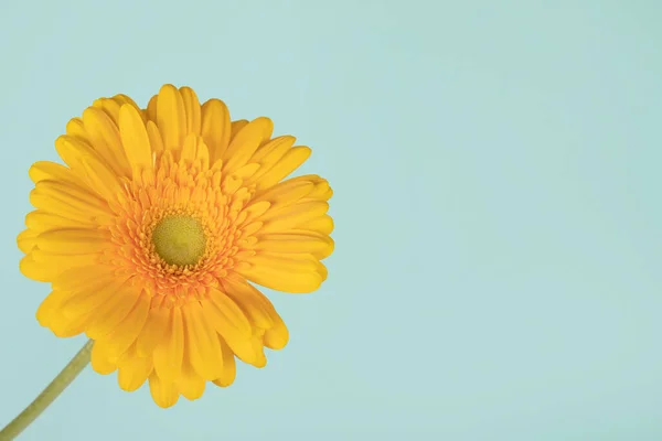 Yellow buds of a gerbera flower on a turquoise background. For web design, postcard, banner. Copy space. Valentine\'s Day, wedding, birthday, International Women\'s Day March 8, Mother\'s Day.