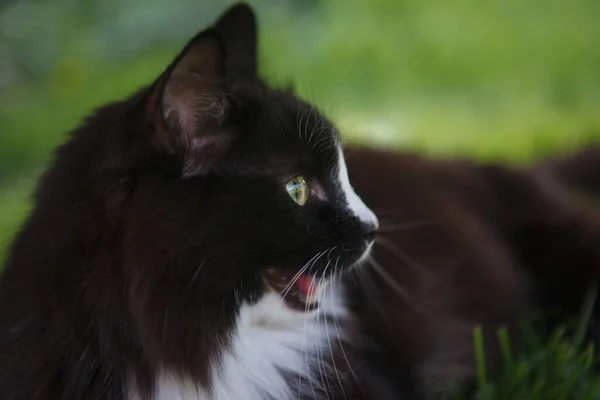 黒と白のふわふわの猫嘘は 芝生の上で芝生の上で口を開けた 緑の目 接近中だ 選択的フォーカス ぼかし背景 — ストック写真