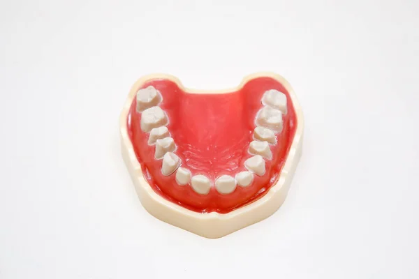 Głupie Zęby Dolna Szczęka Nauczania Studentów Stomatologii — Zdjęcie stockowe