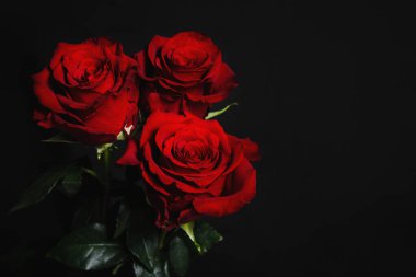 Siyah arka planda üç kırmızı gül. Web tasarımı için pankart, hediye kartı. Sevgililer Günü, düğün, doğum günü, Uluslararası Kadınlar Günü 8 Mart, Anneler Günü.