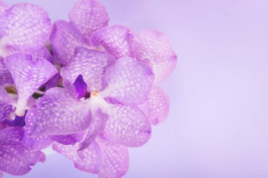 Pembe arka planda Violet Vanda orkideleri. Uzayı kopyala Web tasarımı, kartpostal, pankart için. Sevgililer Günü, düğün, doğum günü, Uluslararası Kadınlar Günü 8 Mart, Anneler Günü.