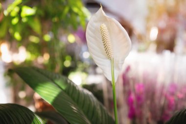 Beyaz Spatphyllum Wallisii. Saksıda yeşil yapraklı ev bitkileri. Seçici odak.