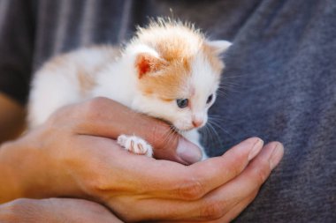 Küçük beyaz-kırmızı kedi yavrusu ellerinde. Seçici odaklanma, bulanık arkaplan. Evcil hayvanlar.
