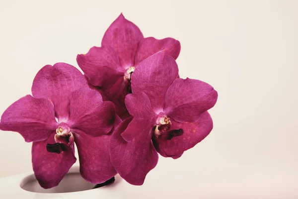 Орхідеї Бургундії Ванда Рожевому Тлі Копіюю Простір Веб Дизайну Листівки — стокове фото