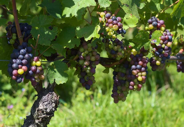 Uvas de vid roja —  Fotos de Stock