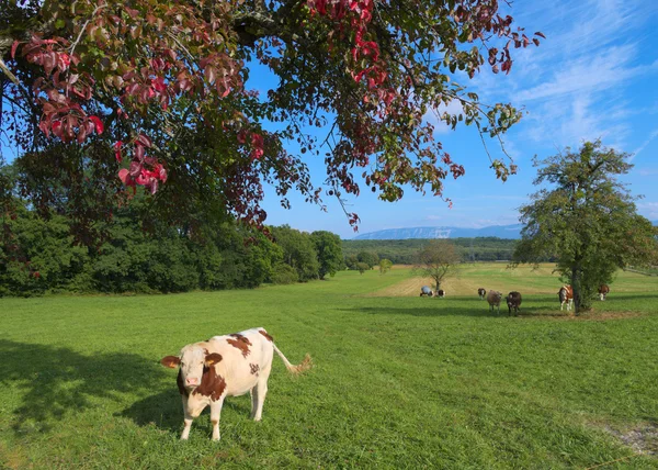 Выпас коров в сельской местности — стоковое фото