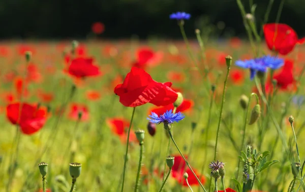 Sommerfeld mit roten Mohnblumen — Stockfoto