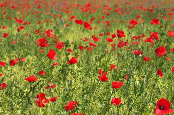 Zomerveld met rode papaver — Stockfoto