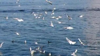 Göl kenarında martılar