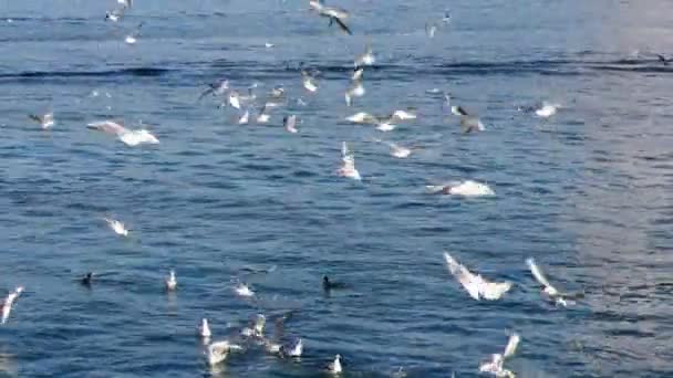 Gaviotas en el lago — Vídeos de Stock