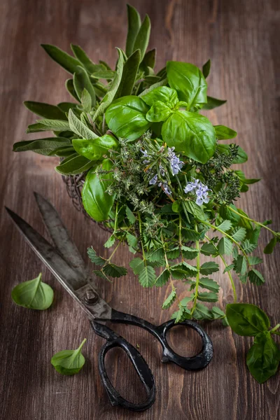 Herbes avec ciseaux de jardin vintage — Photo