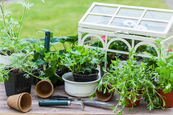 Växter med blommor och örter i trädgården — Stockfoto