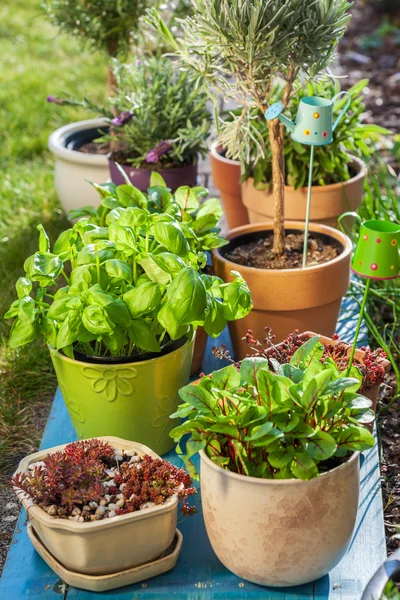 Flower pots in garden — Stock Photo, Image