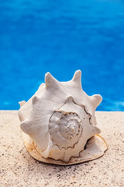 Zomervakantie - sea shell door zwembad — Stockfoto