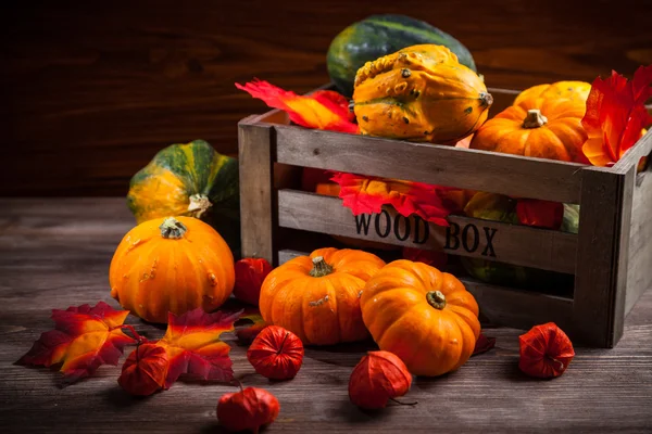 Erntedank und Halloween — Stockfoto